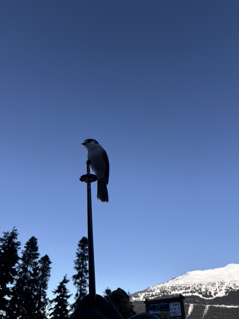 A bird perched on a ski pole beneath a blue sky.